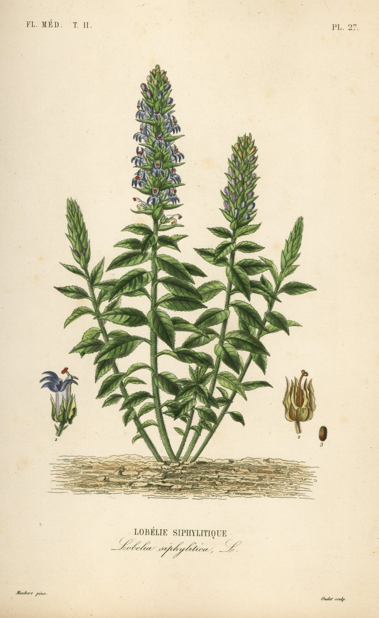 Suuri sininen lobelia, Lobelia siphilitica, Lobelia siphilitica, Lobelia syphilitique tekijältä Unbekannt