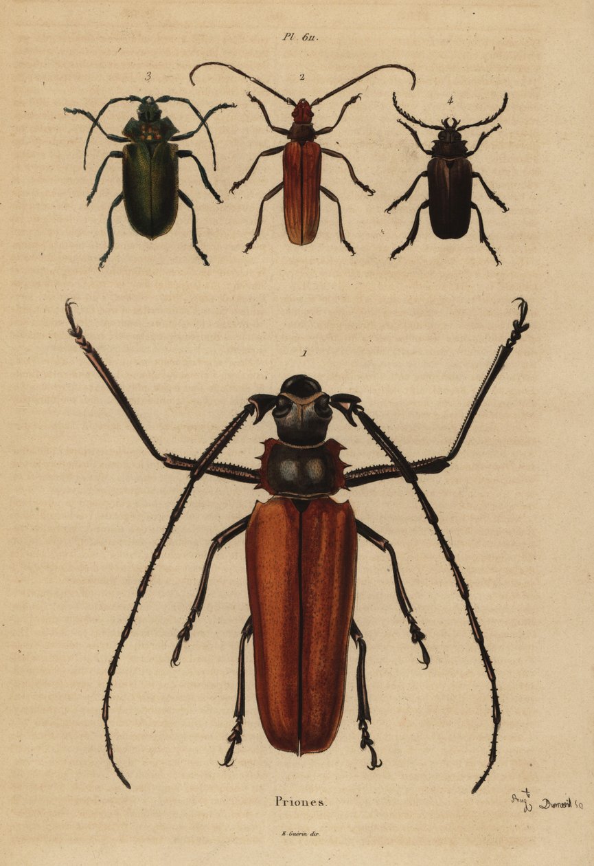 Pitkäsarvikuoriainen, Enoplocerus armillatus 1, Aegosoma scabricorne 2, Pyrodes nitidus 3 ja Prionus desmaretii 4 tekijältä Unbekannt