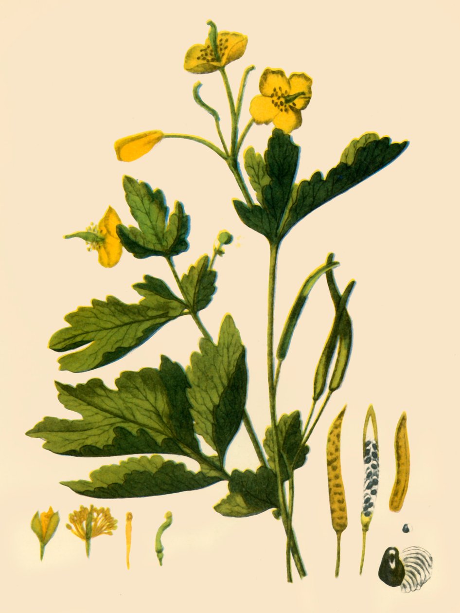 "Suuri selanti", 1839, 1944. tekijältä Unbekannt