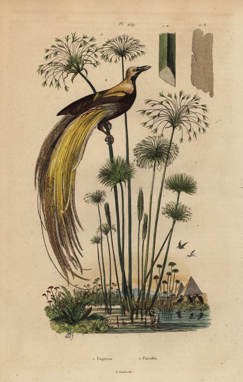 Paratiisin lintu, Paradisaea apoda ja papyrusruoho, Cyperus papyrus tekijältä Unbekannt
