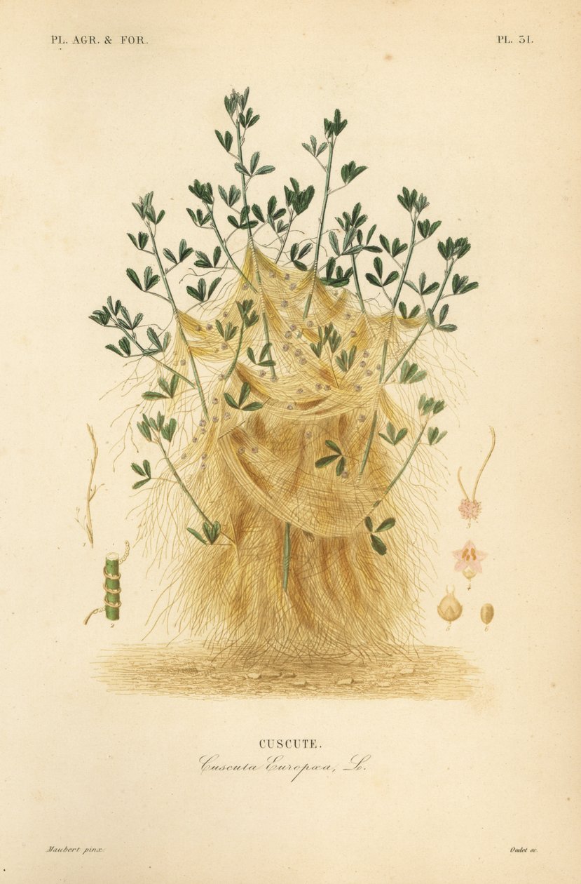Suur- tai eurooppalainen, Cuscuta europaea, cuscute tekijältä Unbekannt