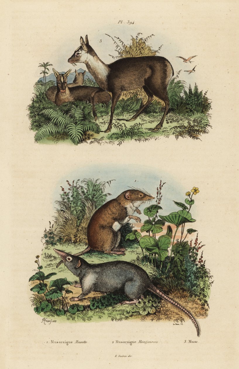 Valkohammaspeura, Crocidura russula 1, harmaa myskipeura, Suncus murinus 2 ja hämärämyskipeura, Moschus fuscus, uhanalainen 3 tekijältä Unbekannt