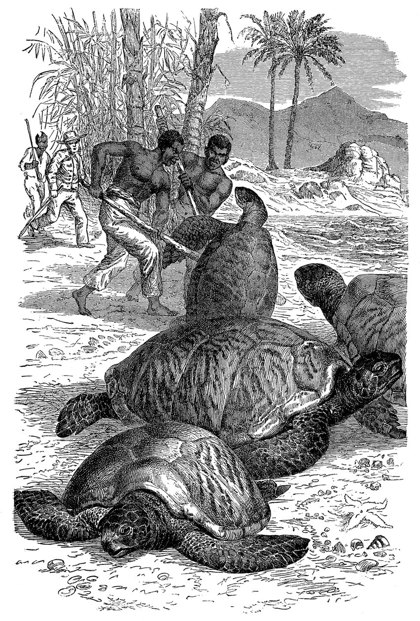Vihreä kilpikonna jää metsästäjien kiinni, 1884 tekijältä Unbekannt