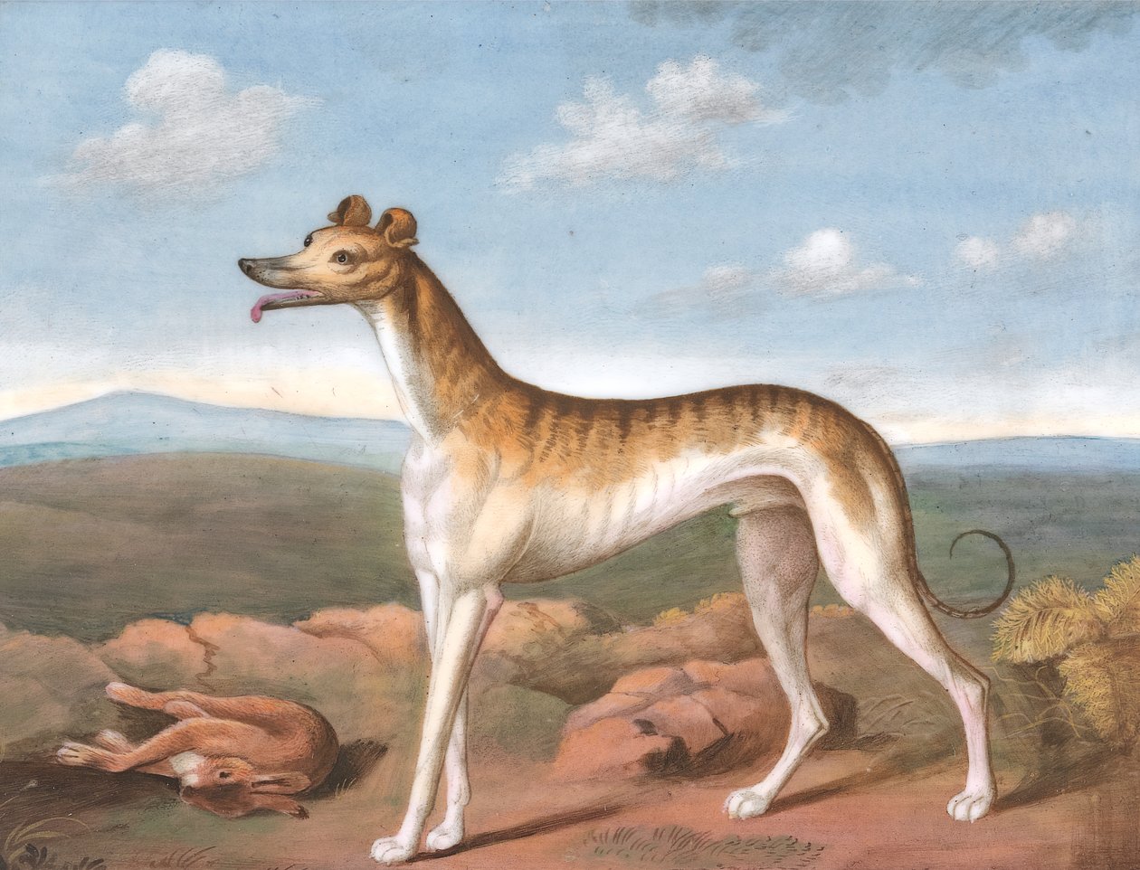 Greyhound: mirant a l
