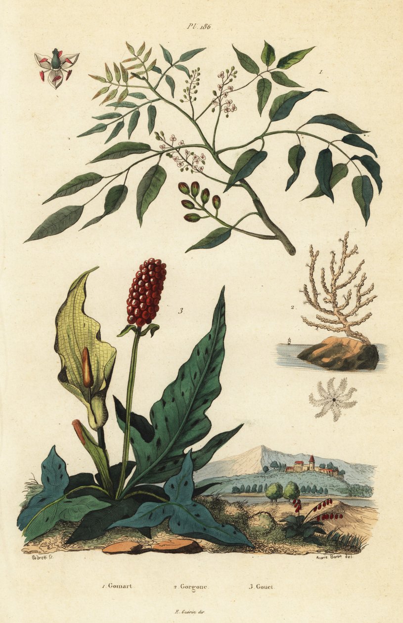 Gumbo-limbo, Bursera simaruba 1, laajameren viuhkakoralli tai syyläinen gorgonian, Eunicella verrucosa 2 ja käkipihka, Arum maculatum 3, Gomart, Gorgone, Gouet tekijältä Unbekannt