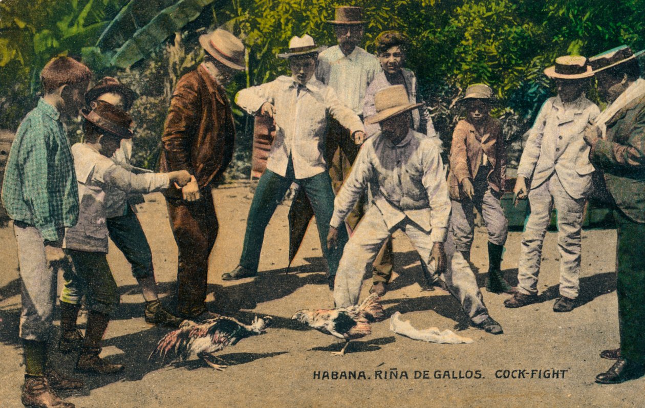 Habana. Rina de Gallos. Kukkotaistelu, noin 1900-luku tekijältä Unbekannt