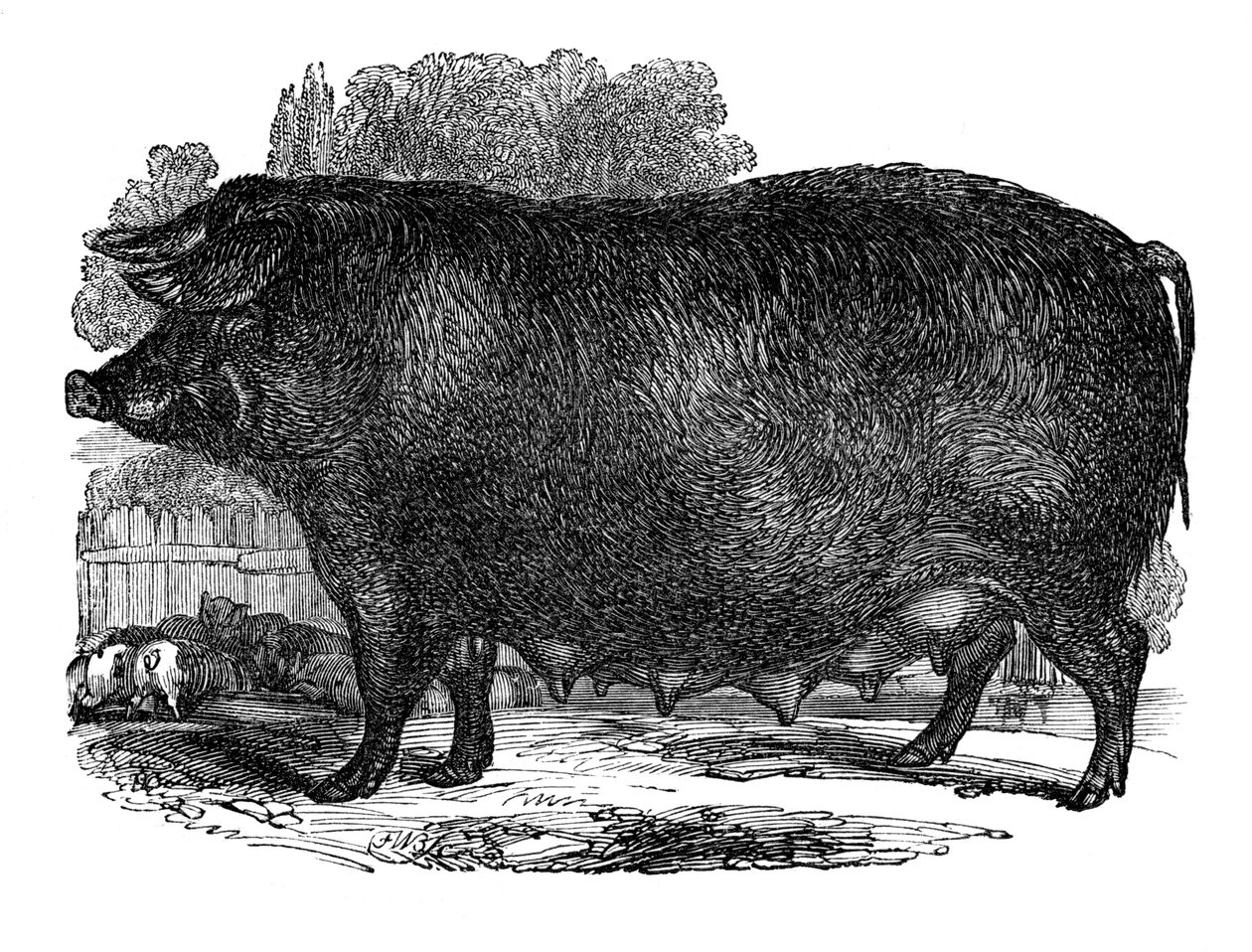 Hampshiren emakko, 1848 tekijältä Unbekannt