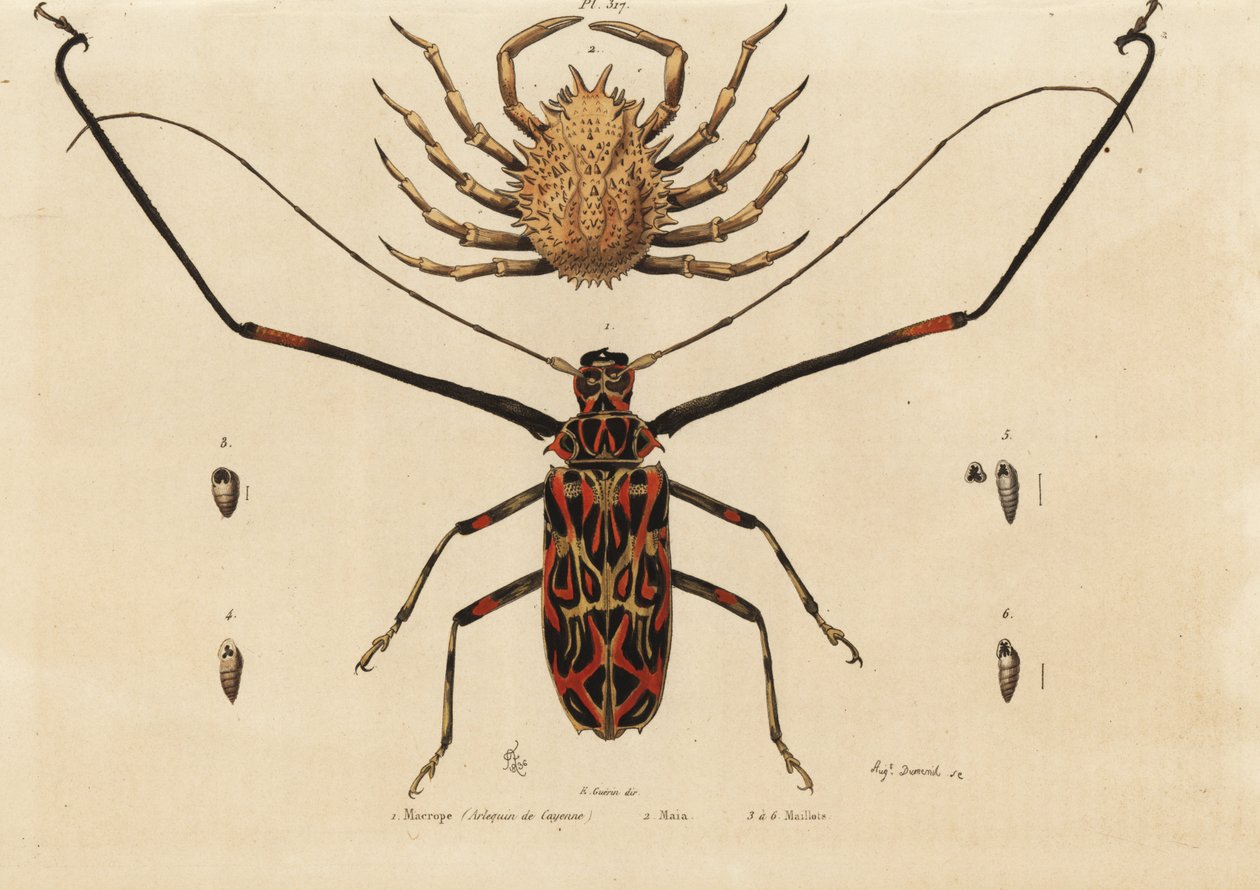 Harlequin Beetle, Acrocinus longimanus 1 ja Euroopan hämähäkkirapu, Sarvirapu 2, Macrope (Cayenne Harlequin), Maia, pelipaidat tekijältä Unbekannt