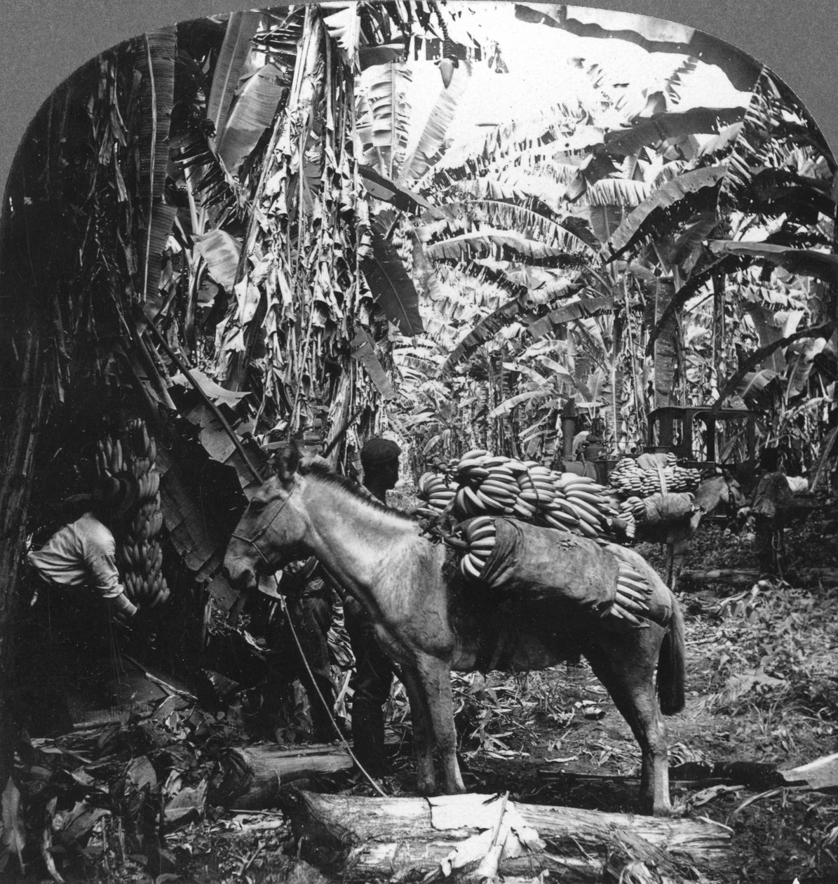 Banaanien sadonkorjuu, Costa Rica, 1909 tekijältä Unbekannt