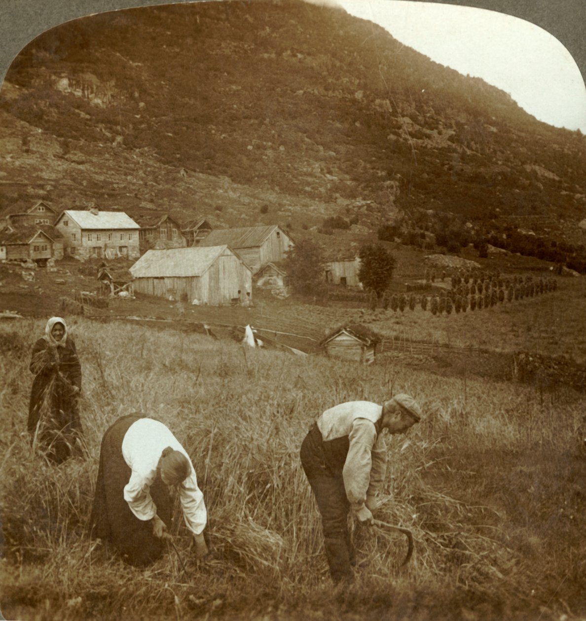 Ohran sadonkorjuu Mindresunden tilalla laaksossa lähellä Oldenia, Norjassa, c1905. tekijältä Unbekannt