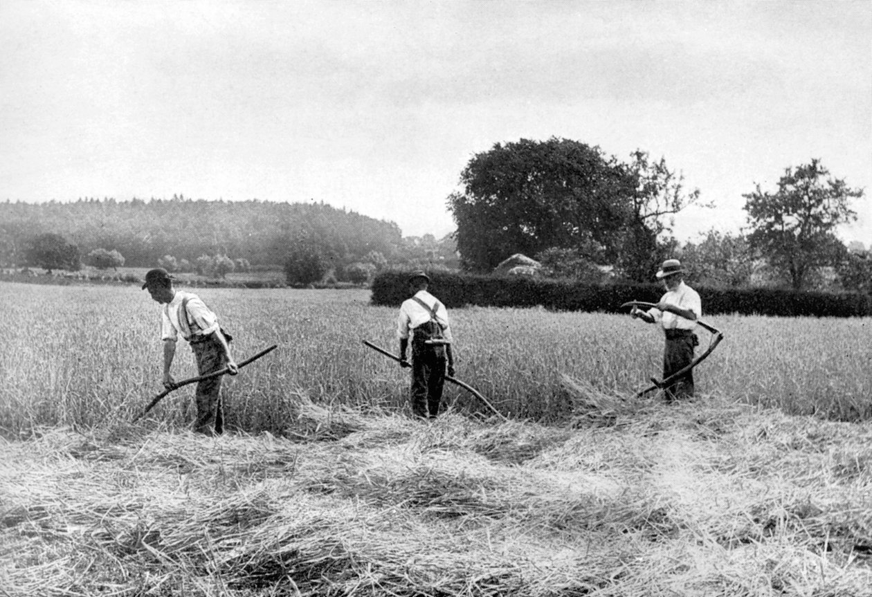 Heinän korjuu, 1926 tekijältä Unbekannt
