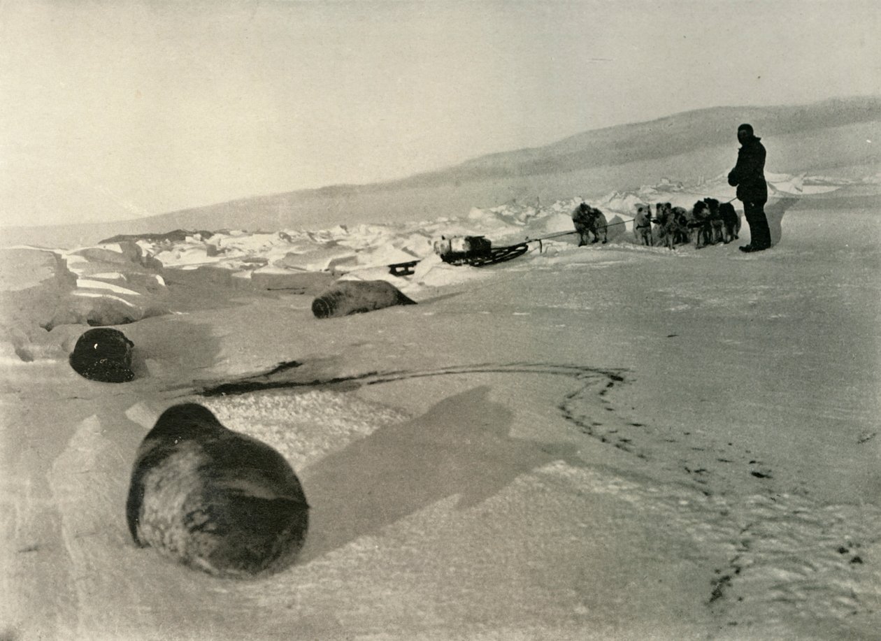 Hylkeenlihan vetäminen talven varrelle, c1908, 1909 tekijältä Unbekannt