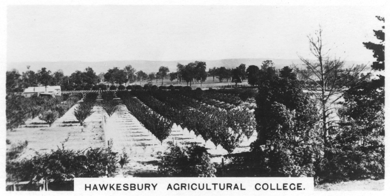 Hawkesbury Agricultural College, New South Wales, Australia, 1928 tekijältä Unbekannt