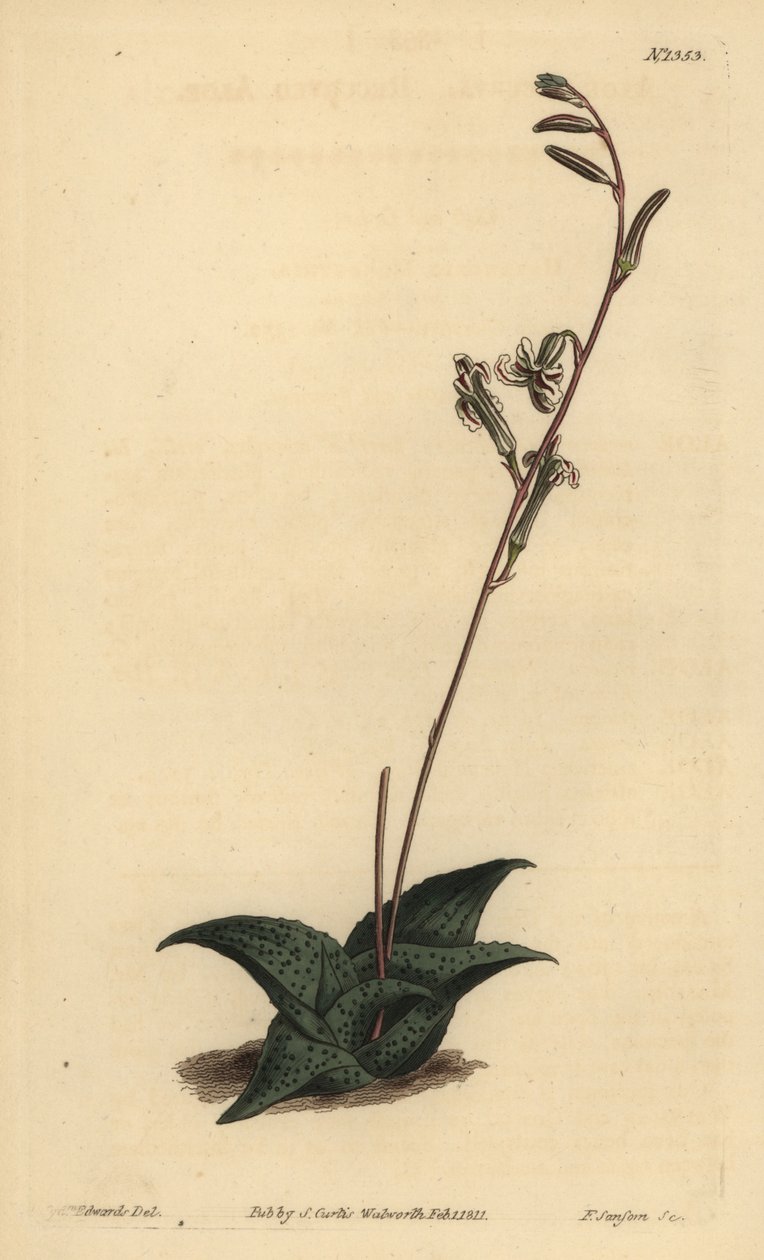 Havarthia venosa (Recurved Aloe, Aloe Recurve) tekijältä Unbekannt