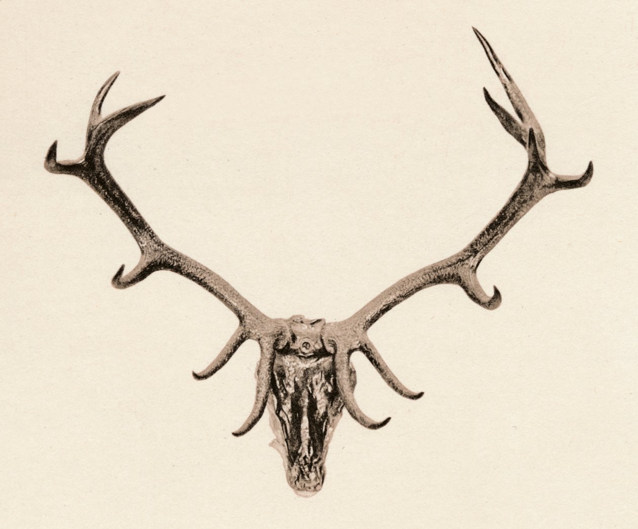 Hirven pää, 1500-luku, 1904 tekijältä Unbekannt
