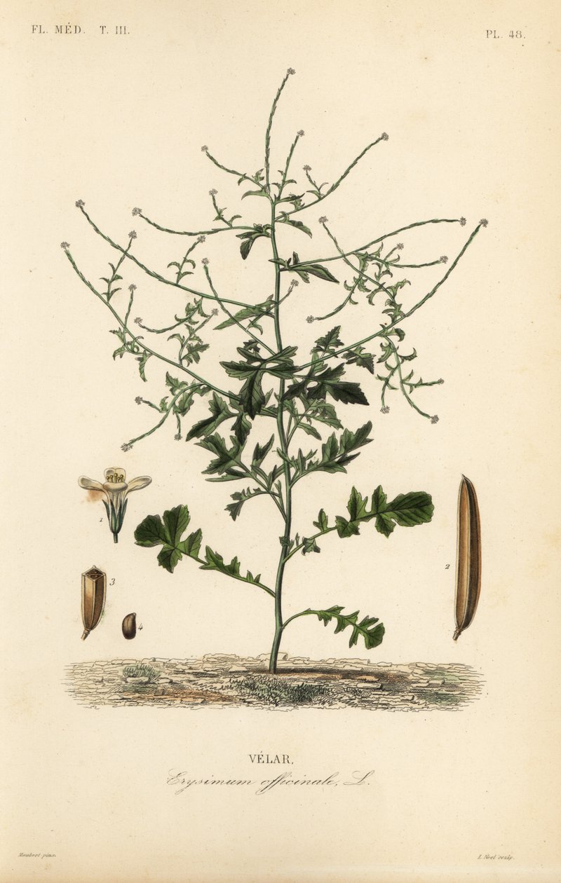 Pensassinappi, Sisymbrium officinale, Erysimum officinale, Velar tekijältä Unbekannt