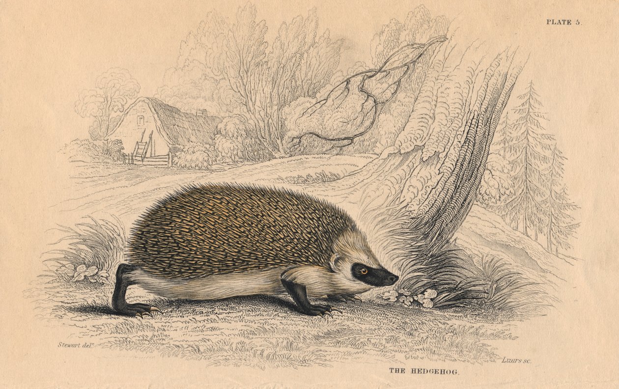 Eurooppalainen siili Erinaceus, 1828 tekijältä Unbekannt