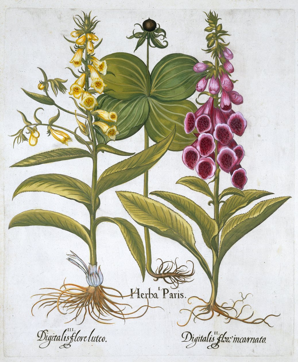 Yrtti Paris Solanum quadrifolium, tavallinen kettukäsine Digitalis Purpurea Large Yellow Foxglove tekijältä Unbekannt