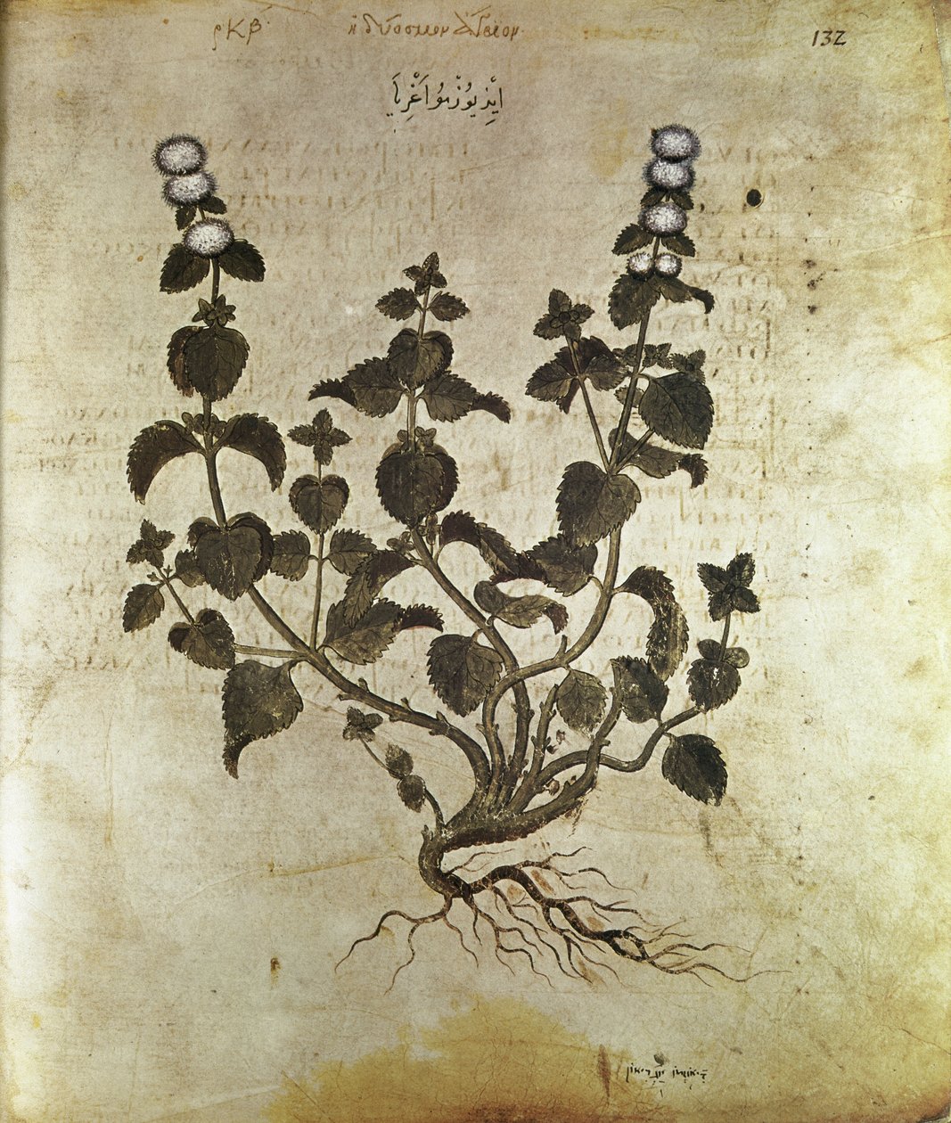 Herbals Piparminttu (plant de menthe), 6. vuosisadalla tekijältä Unbekannt