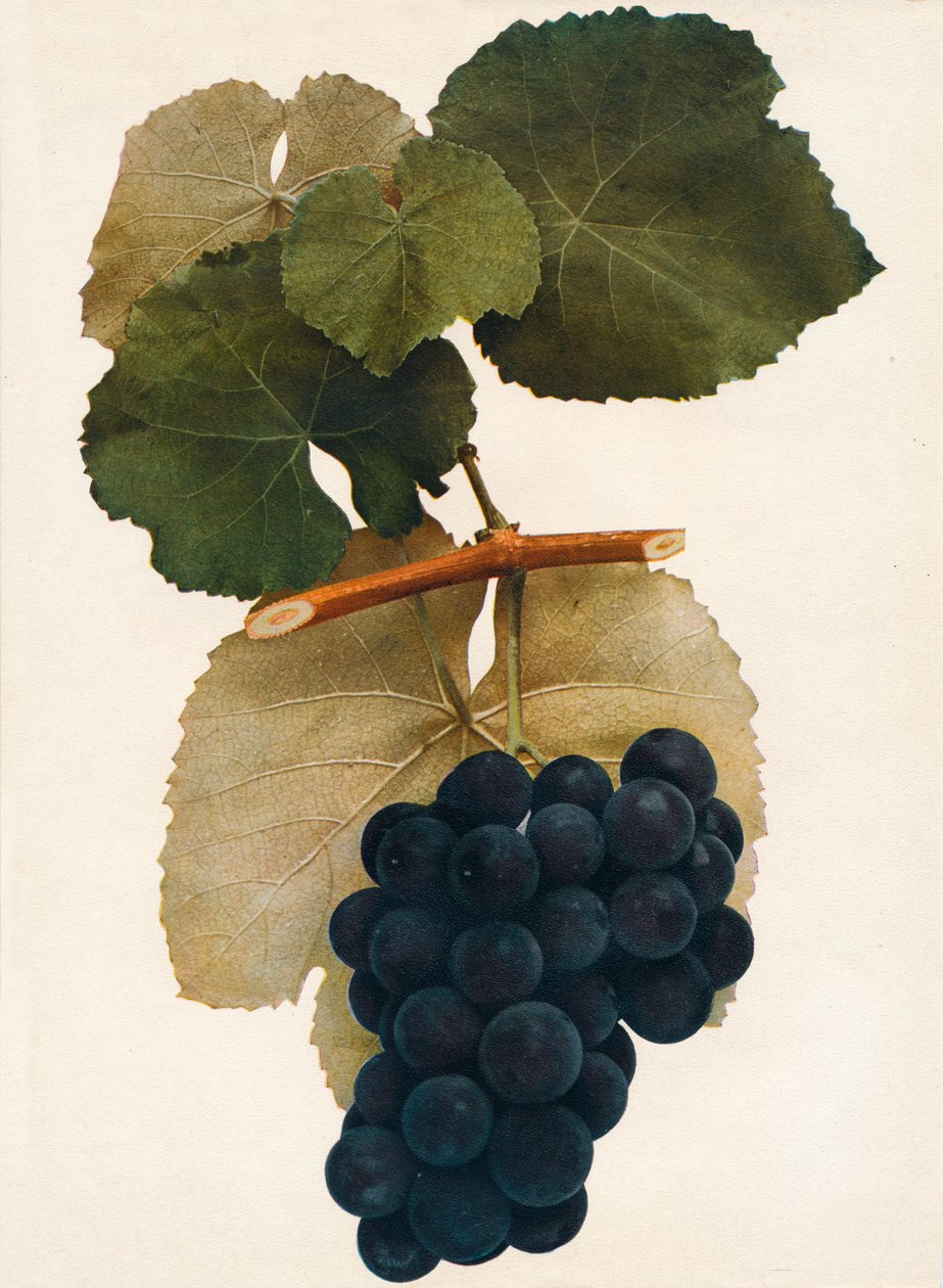 Herbert, 1908. tekijältä Unbekannt