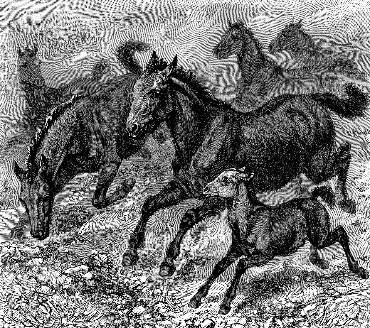 Tarpanin lauma, 1893 tekijältä Unbekannt