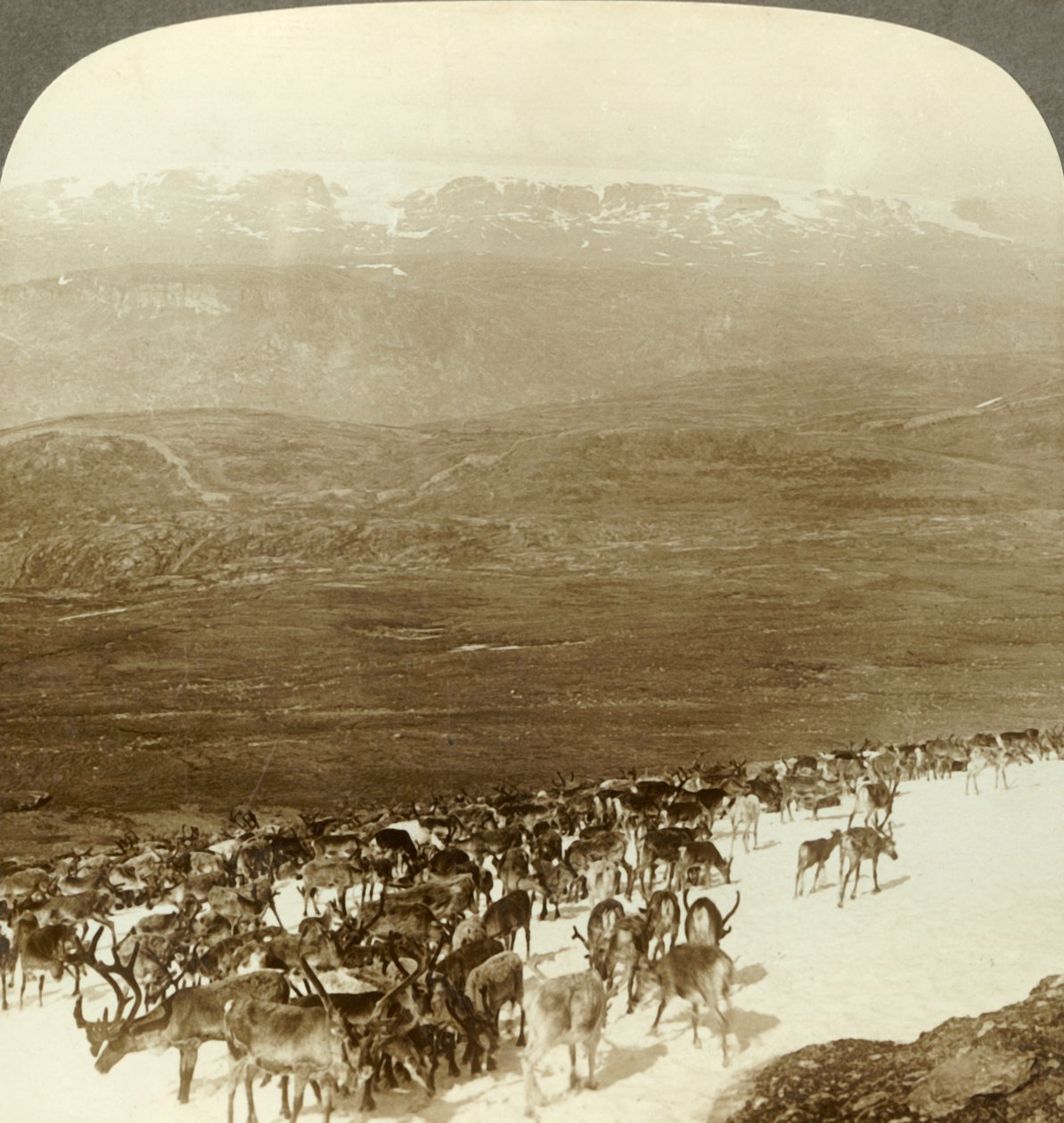 Pohjoisen erämaiden porolauma ja Hardanger-jäätikön luminen korkeus, Norja, 1905. tekijältä Unbekannt
