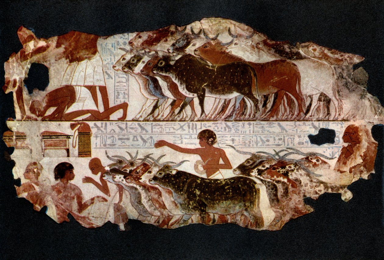 Nautakarja 18. dynastian ajalta, Egypti, n. 1400 eKr. 1936 tekijältä Unbekannt