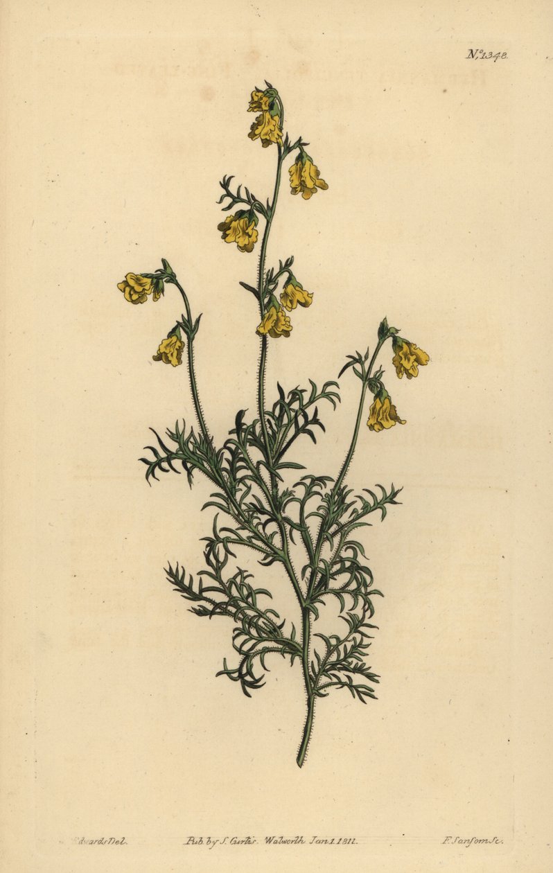 Hermannia confusa (hienolehtinen hermannia, Hermannia tenuifolia) tekijältä Unbekannt