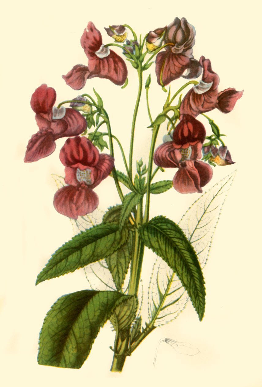 "Himalayan Balsam: Impatiens Glandulifera", 1840, 1944. tekijältä Unbekannt