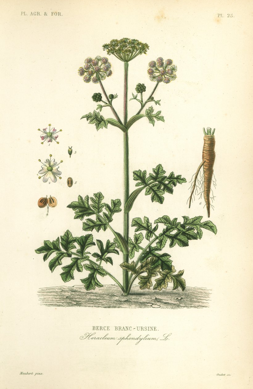 ruoho tai lehmän palsternakka, Heracleum sphondylium, berce branc-ursine tekijältä Unbekannt