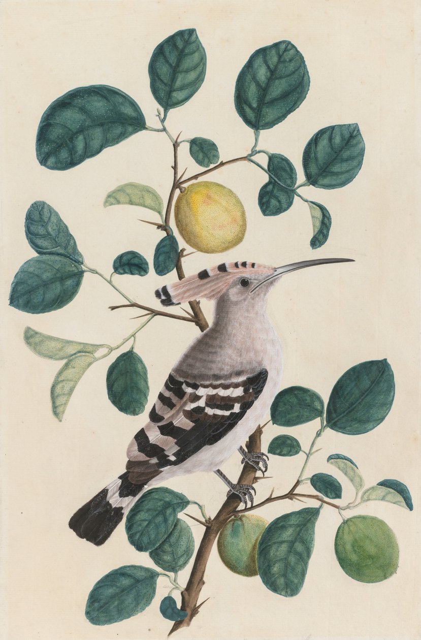 Hoopoe sitruspuun oksalla, n. 1800. tekijältä Unbekannt