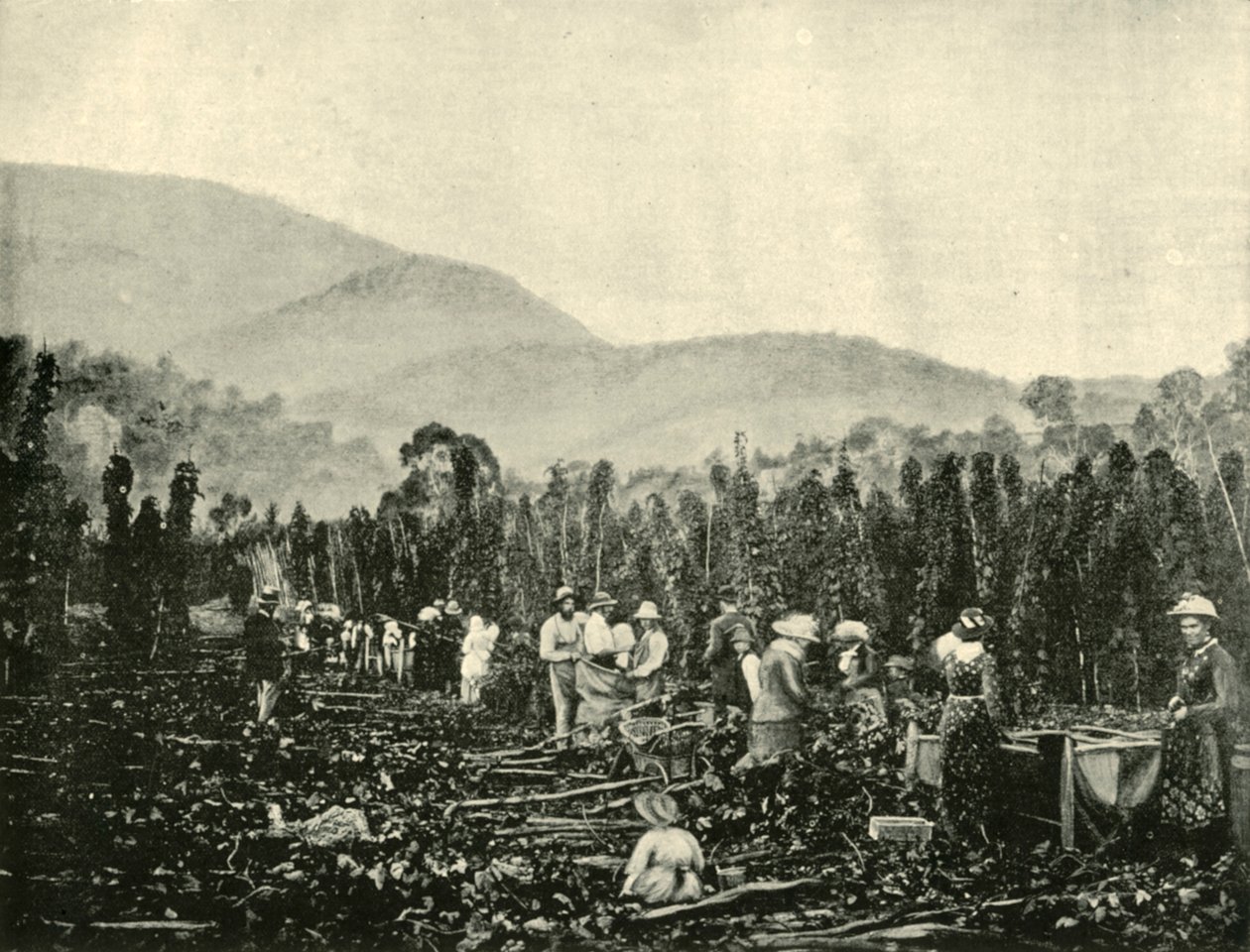 Humalan poiminta Tasmaniassa, 1901. tekijältä Unbekannt