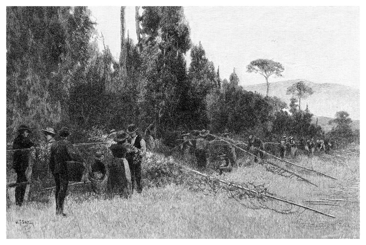 Humalapoiminta Bairnsdalen lähellä, Australiassa, 1886 tekijältä Unbekannt