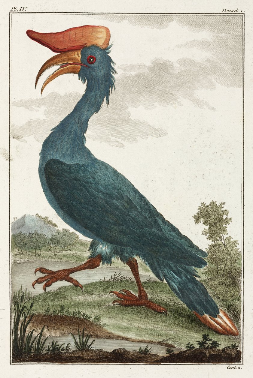 Hornbill tekijältä Unbekannt