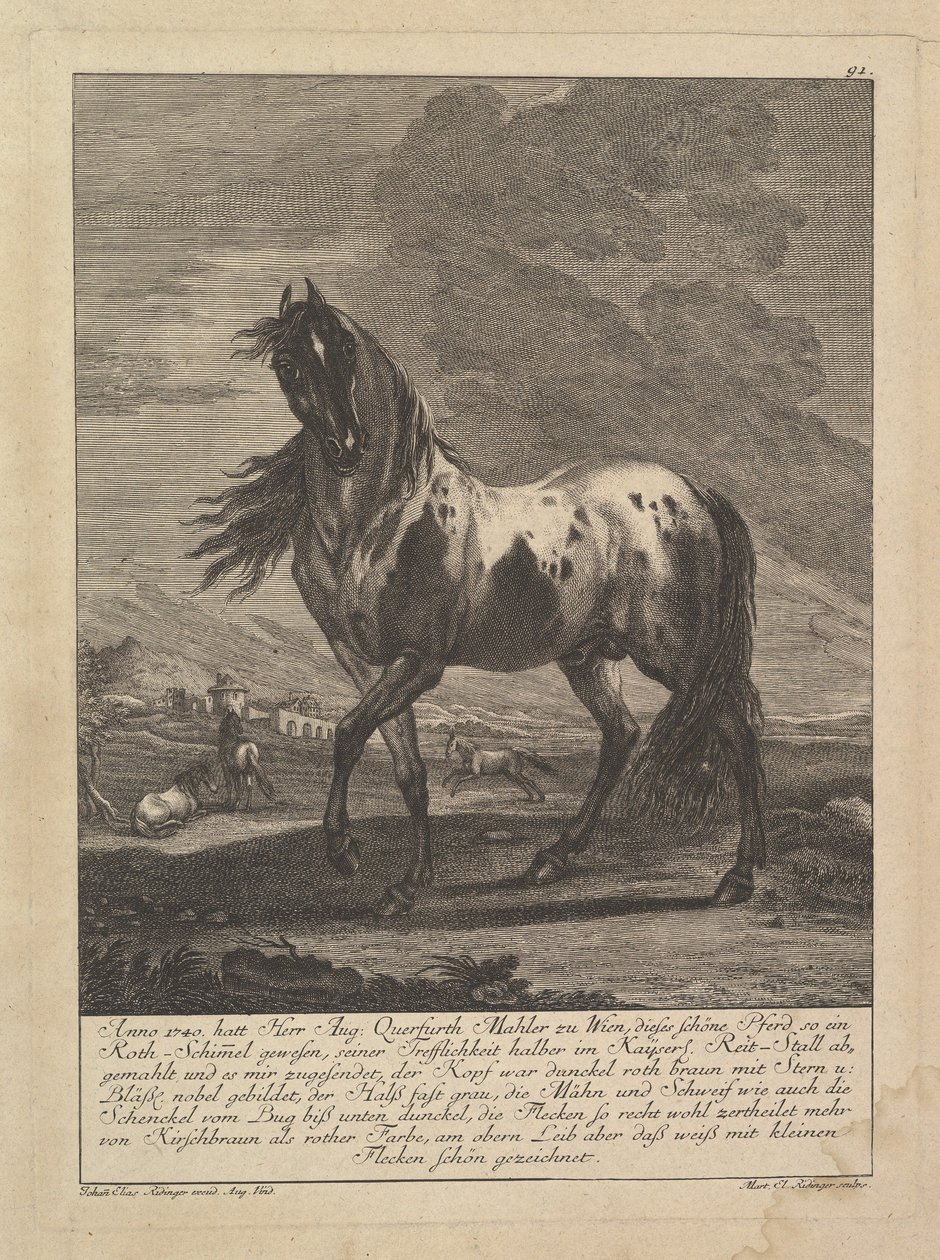 Hevonen, 1700-luku. tekijältä Unbekannt