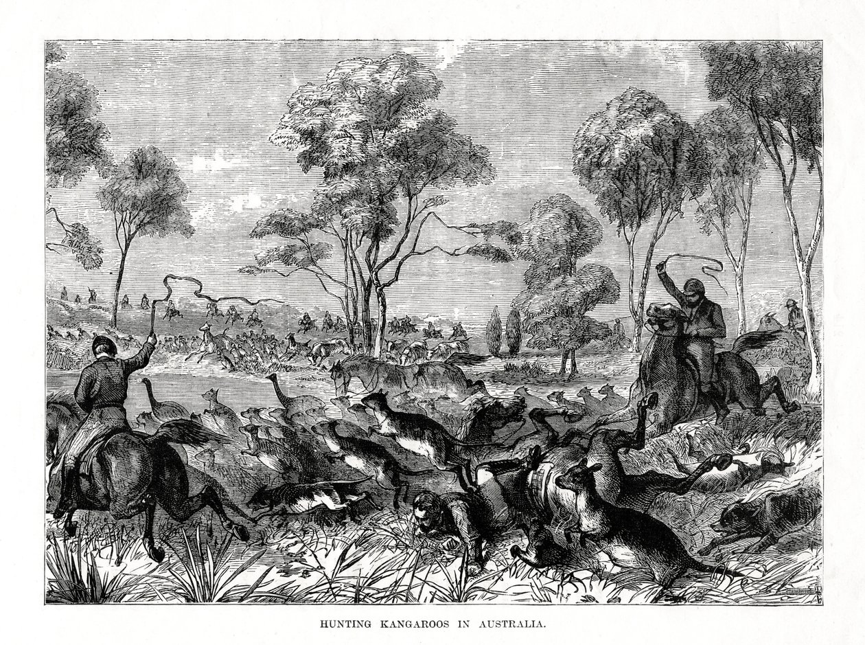 Kengurujen metsästys, Australia, 1877 tekijältä Unbekannt