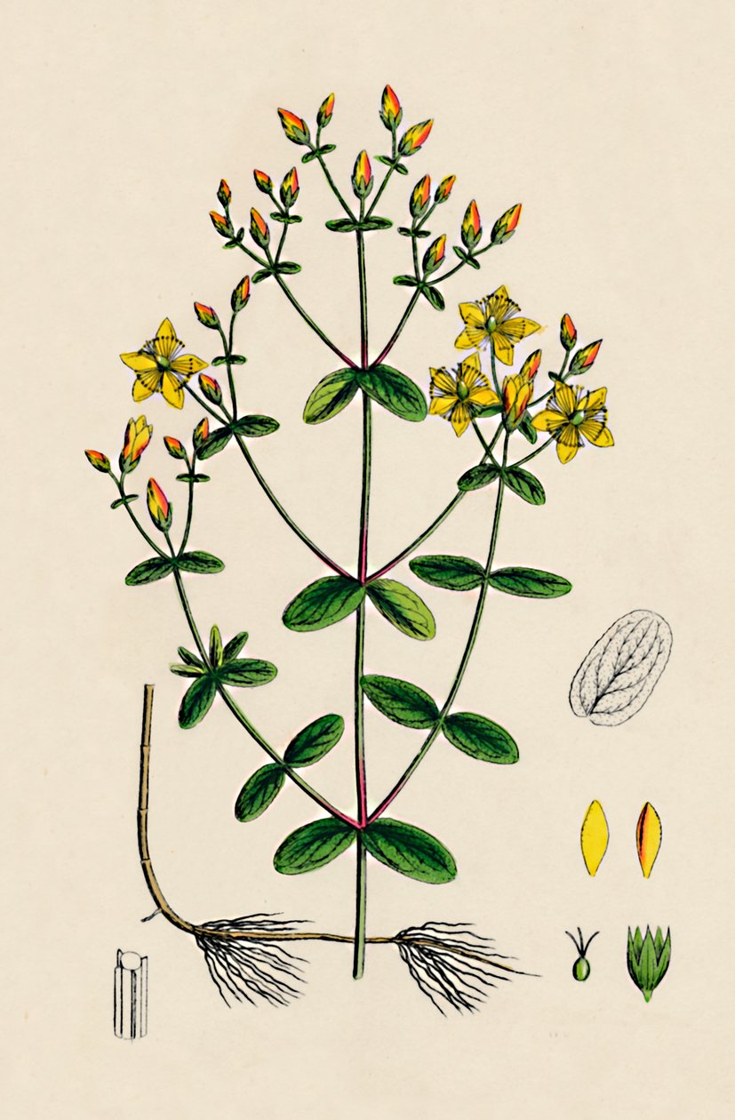 Hypericum Boeticum. Aaltolehtiset mäkikuisma, 1800-luku tekijältä Unbekannt