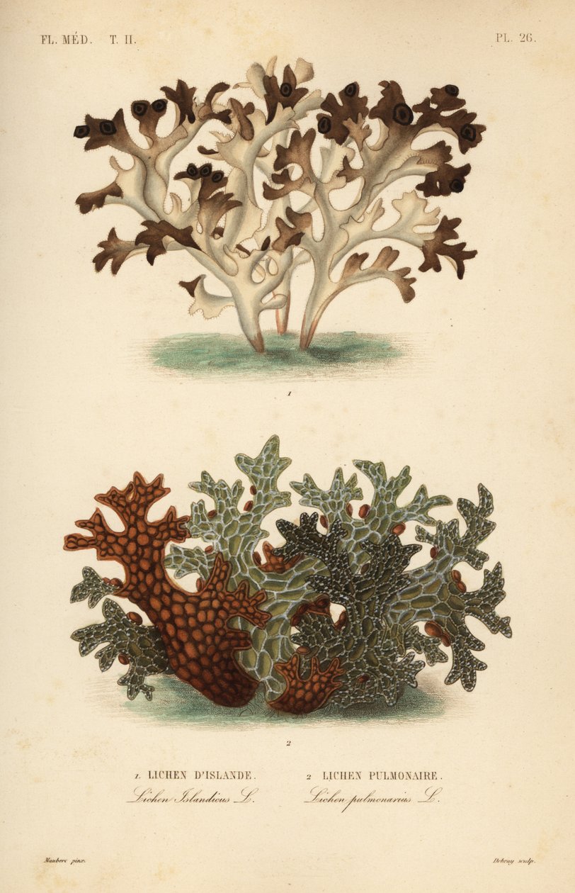 Islannin sammal, Cetraria islandica, islantilainen jäkälä ja puun keuhkojuuri, Lobaria pulmonaria, keuhkojäkälä tekijältä Unbekannt