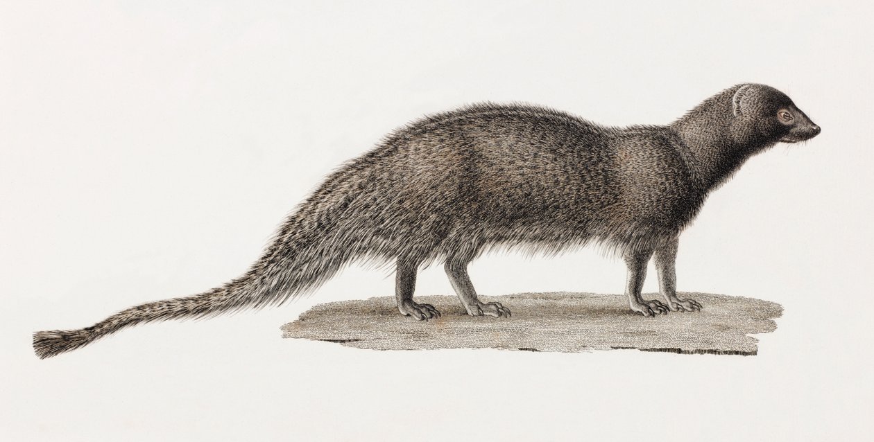 Ichneumon Mongoose tekijältä Unbekannt
