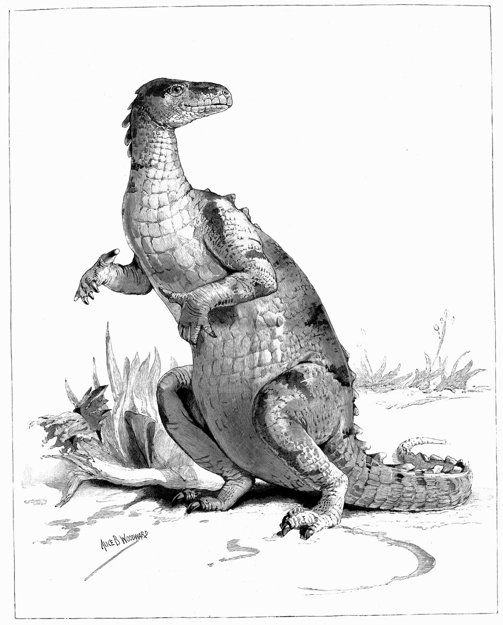 Iguanodon, 1895 tekijältä Unbekannt