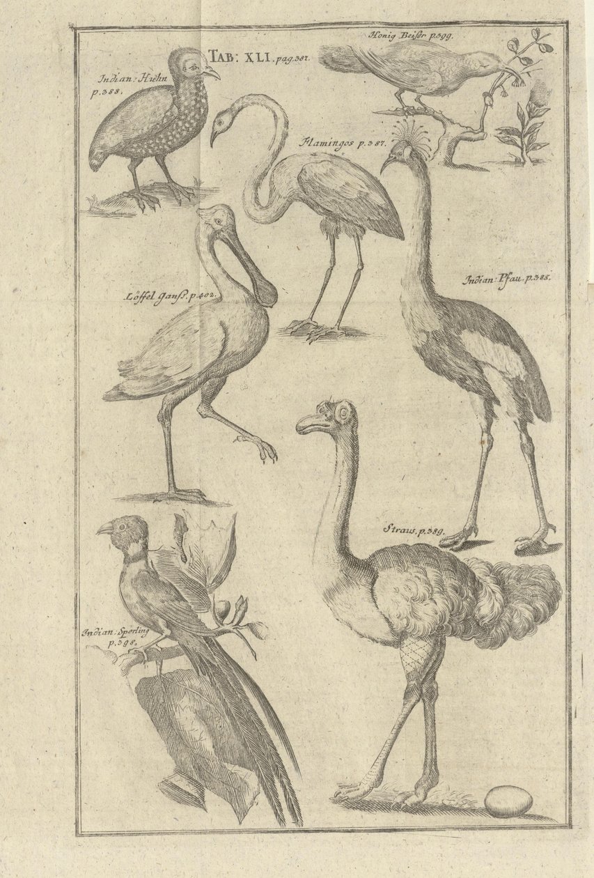 Kuvat haulla Beschreibung des Vorgebürges des Guten Hoffnung und derer darauf wohnenden Hottentotten av Kolb, Peter og utgitt av bey Peter Conrad Monath (de, 1745) tekijältä Unbekannt