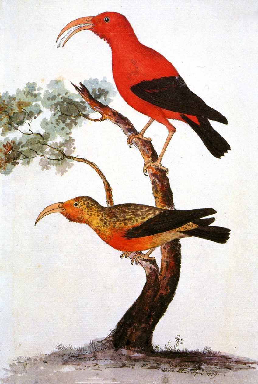 Kuva/Iiwi/Iwi/Scarlet honeycreeper/Scarlet Hawaiian Honeycreeper tekijältä Unbekannt