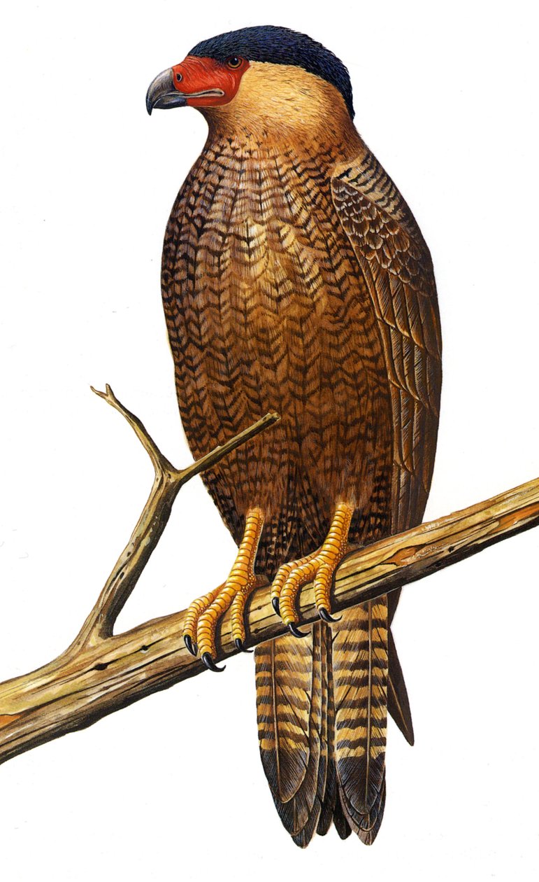 Kuvitus/Polyborus lutosus/Quelili/Caracara de Guadalupe/Guadalupe Caracara tekijältä Unbekannt