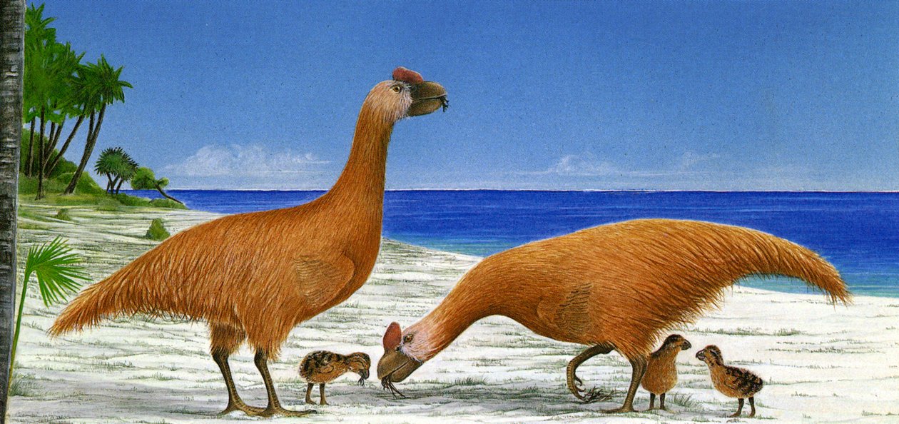 Kuva/Sylviornis neocaledoniae tekijältä Unbekannt