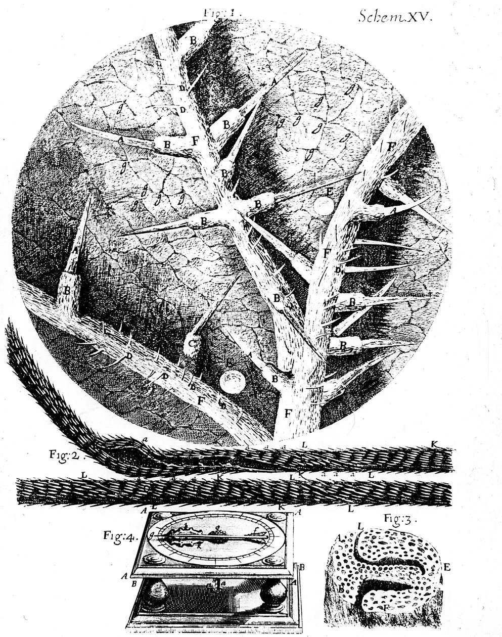 Kuvituksia englantilaiselta mikroskoopilta Robert Hookes Micrographia, 1665 tekijältä Unbekannt