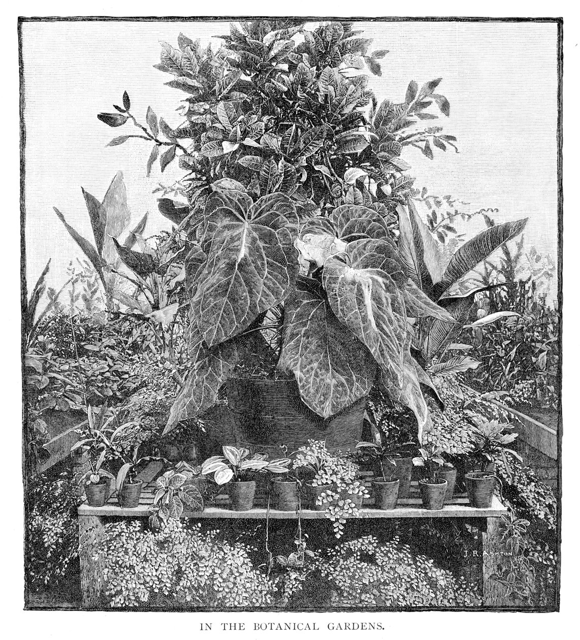 Kasvitieteellisessä puutarhassa, 1886 tekijältä Unbekannt
