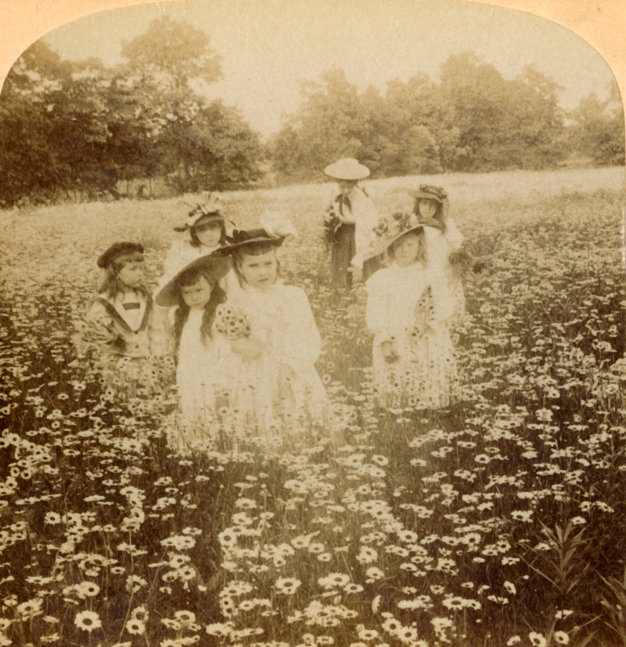 Daisy Fieldissä: Sweet Flowret of the Rural Glade, 1896. tekijältä Unbekannt