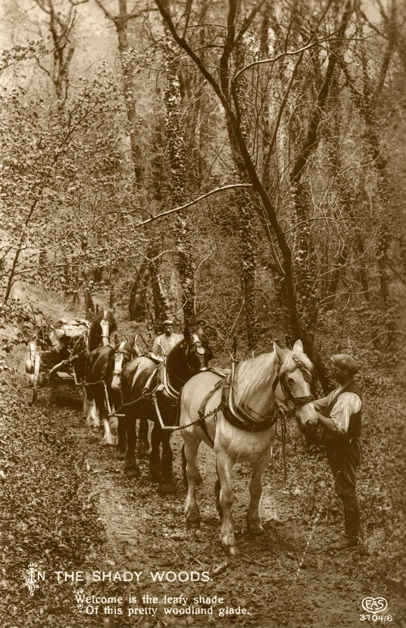 Shady Woodsissa 1800-luvun lopulla tai 1900-luvun alussa tekijältä Unbekannt