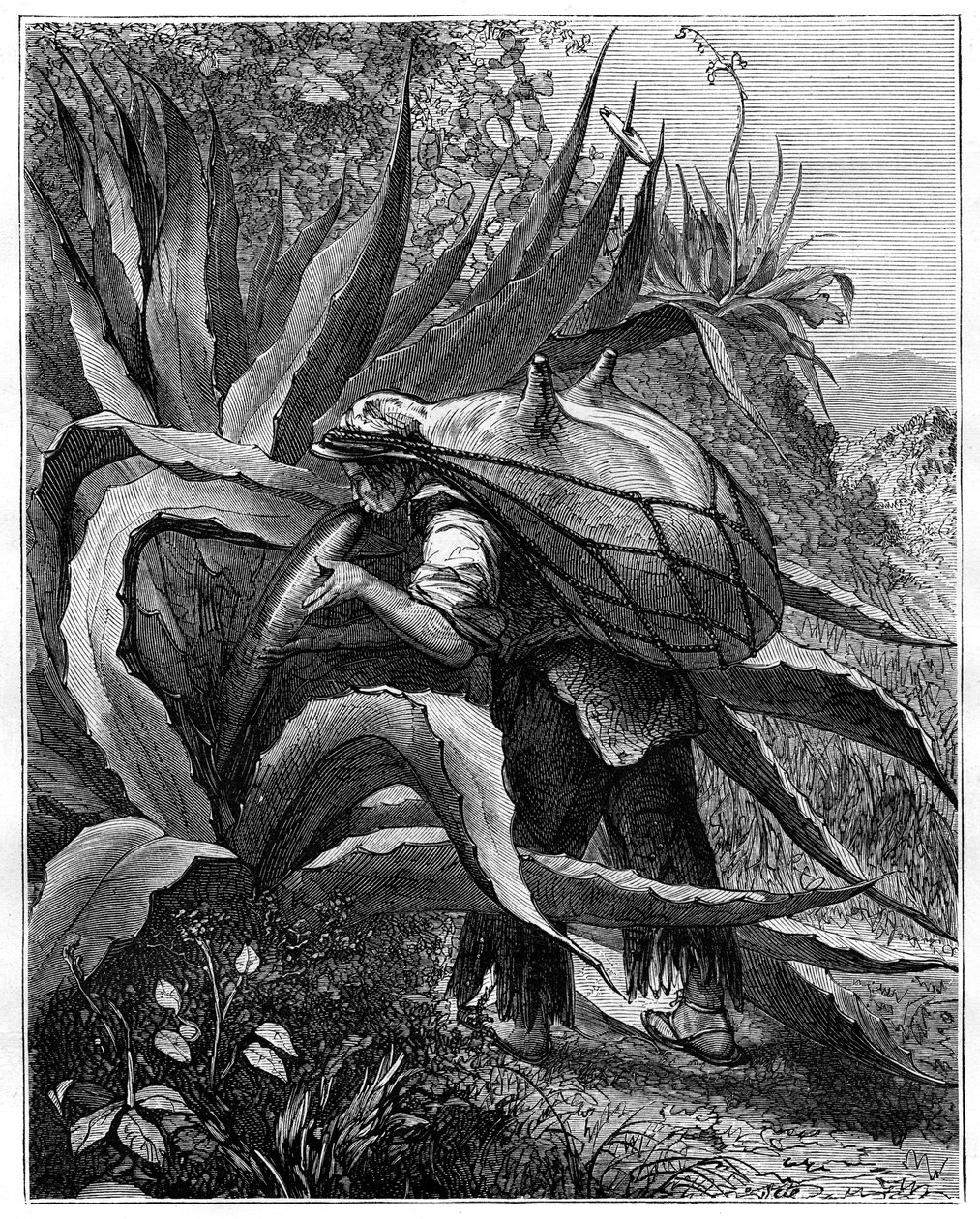 Intian kaivospulque, Meksiko, 1800-luku tekijältä Unbekannt