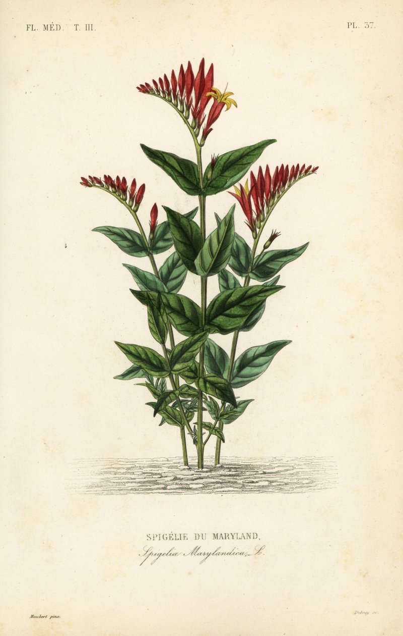Intian vaaleanpunainen tai metsäinen vaaleanpunainen juuri, Spigelia marilandica, Spigelia marylandica, Spigelie du Maryland tekijältä Unbekannt